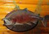 Превью Продам чучела рыб, дешево Москва - 3