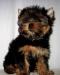 Продаётся девочка йоркширского терьера мини превью 1144240.