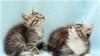 Котята 2,5 месяца.в добрые руки превью 1144313.