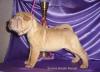 Шар-пея щенки, РКФ превью 1144403.