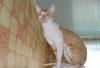 Превью Котята корниш-рексы Челябинск - 3