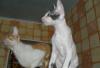 Превью Котята корниш-рексы Челябинск - 4
