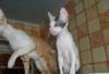 Превью Котята корниш-рексы Екатеринбург - 4