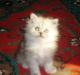 Персидские котята превью 1146194.