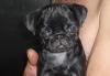 Черный мопсенок дев превью 1146633.