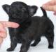 Девочка чёрно-тигровая 3 мес превью 1146885.