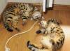 Бенгальская кошечка для выставок и разведения превью 1147236.