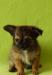 Продаются щенки породы чихуахуа(дш) превью 1147367.