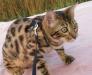 Бенгальская кошечка превью 1147424.