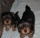 Щенки йоркширского терьера превью 1147485.