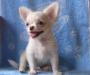 Чихуахуа щенки из питомника превью 1148276.