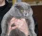Превью Вислоухий кот, еврочемпион , приглашает на вязку Москва - 2