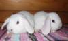 Кролики. Белые голубоглазые бараны из "Ягодки" превью 1148584.