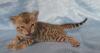 Бенгальские котята - ручные леопардики превью 1140959.
