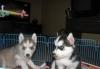 Сибирские Хаски превью 1151352.