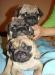 Продаю щенков Мопса. Окрас бежевый превью 1151417.