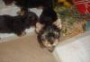 Превью Мини - мальчик йоркширчик Москва - 1