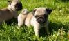 Щенки мопс бежевого окраса превью 1152092.