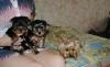 Щенки Йоркширского терьера превью 1152166.