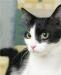 Черно-белая кошка Дуся ждет своего хозяина превью 1152529.