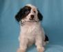 Китайская хохлатая собака впродаже превью 1152650.