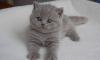 Британские плюшевые котята 1,5 мес превью 1152837.