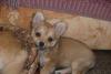 Девочка чихуашечка превью 1153318.