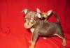 Превью Щенки  той-терьера Москва - 2