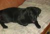 Лабрадор 3 мес. девочка превью 1154063.