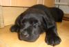 Чёрная, элитная сука лабрадора 3 мес превью 1154484.