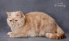 Кошка экзотическая превью 1154512.