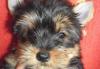 Йоркширского  терьера щенки превью 1154955.