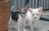 Чихуашки- выбор из 10 щенков (РКФ) превью 1150542.