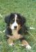 Щенки бернского зенненхунда превью 1155090.