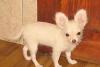 Чихуахуа подрощенная девочка 10мес,для превью 1155241.