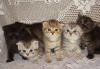 Большой выбор Британских и Шотландских котят превью 1155391.