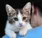 Отдаются в хорошие руки котята, 2 мес превью 1155550.