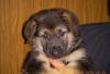 Превью Щенята Санкт-Петербург - 3
