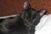 Очаровательный черный котик ждет хозяев превью 1156081.