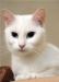 Белая молодая кошка ищет дом превью 1156237.