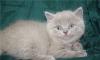 Британские котята превью 1156258.