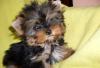 Щенки йоркширского терьера превью 1156517.