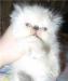 Превью Персидские  и Экзотические  котята  разных  окрасов Москва - 3