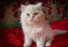 Персидский котенок, мальчик превью 1157167.