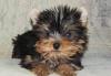 Щенки йоркширского терьера превью 1157335.