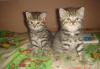 Отдам котят в добрые руки превью 1157539.