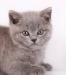 Голубая британская кошечка превью 1157713.