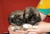 Пекинес мини и обычные превью 1157807.