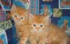 Рыжие полуперсидские котята превью 1150915.