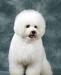 Тотоша, чудесный маленький пёсик породы Бишон Фриз превью 1150936.